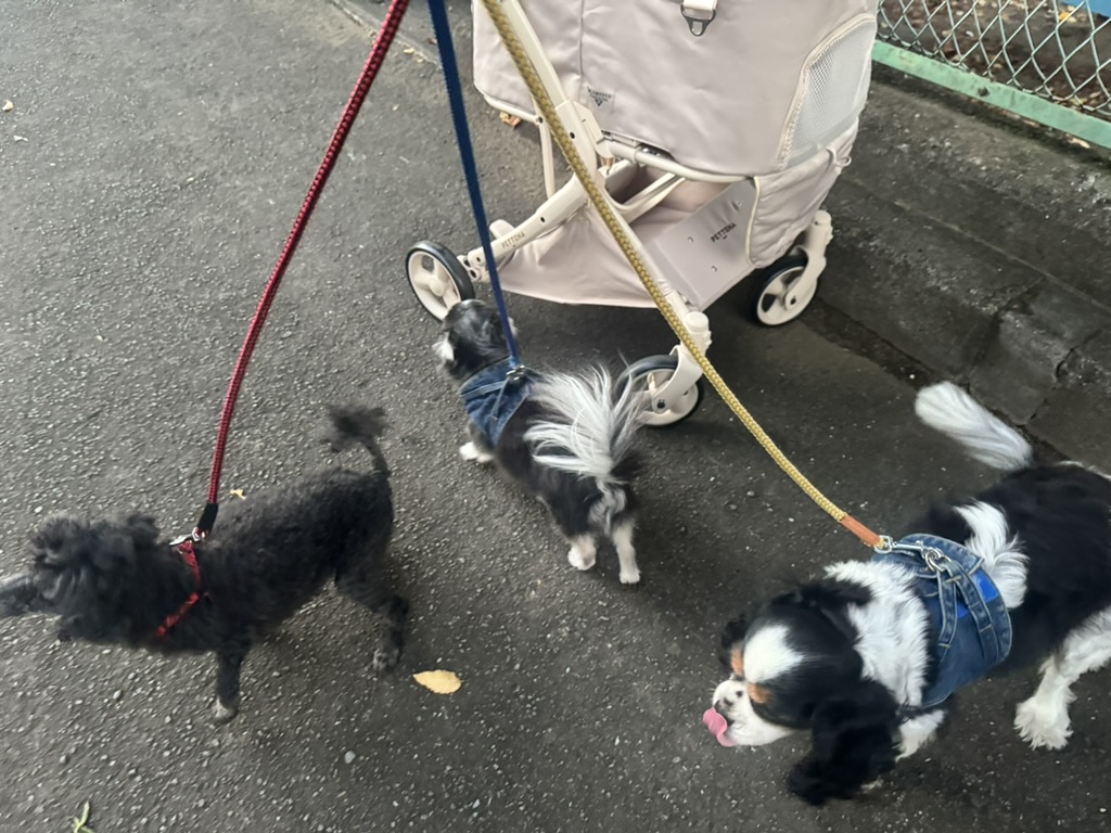 カートの横を歩く老犬3頭