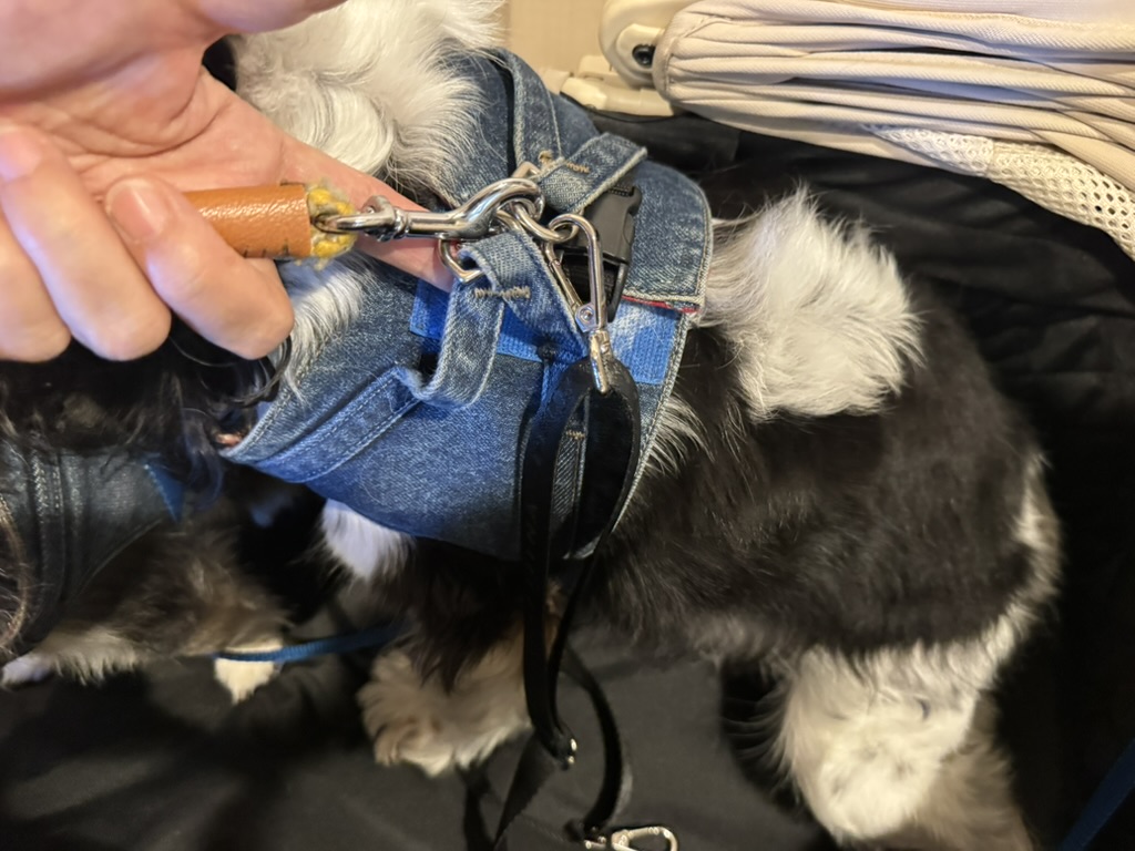 飛び出し防止リードを犬のハーネスにつないだところ