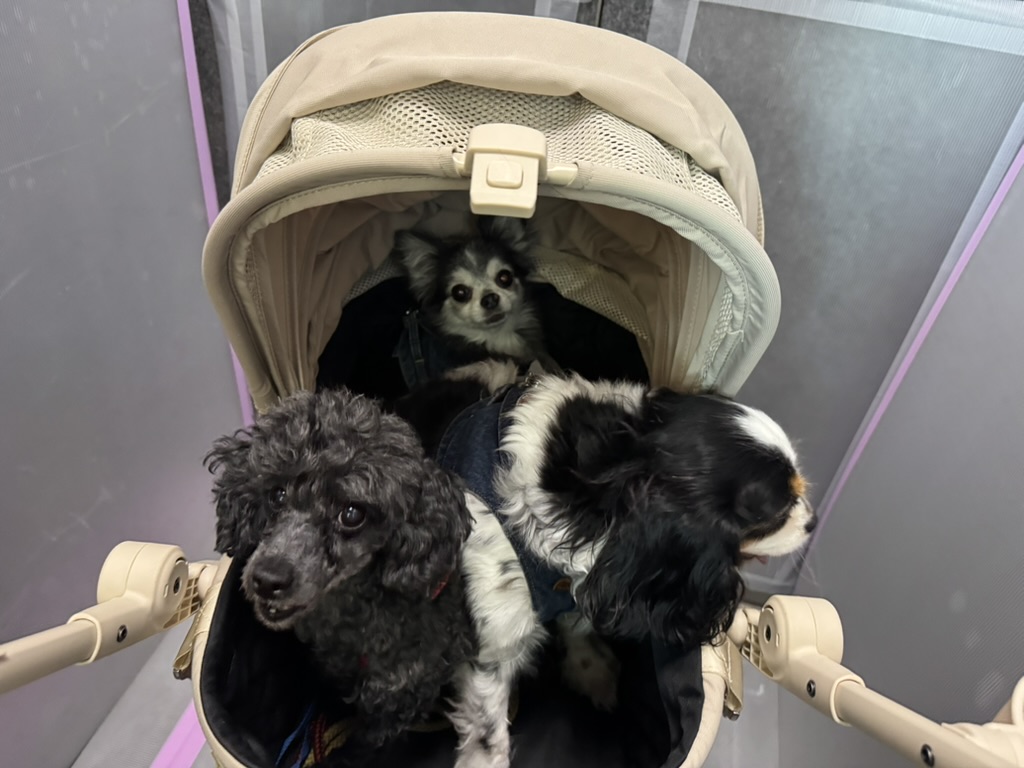 エレベーター内でカートに乗る3頭