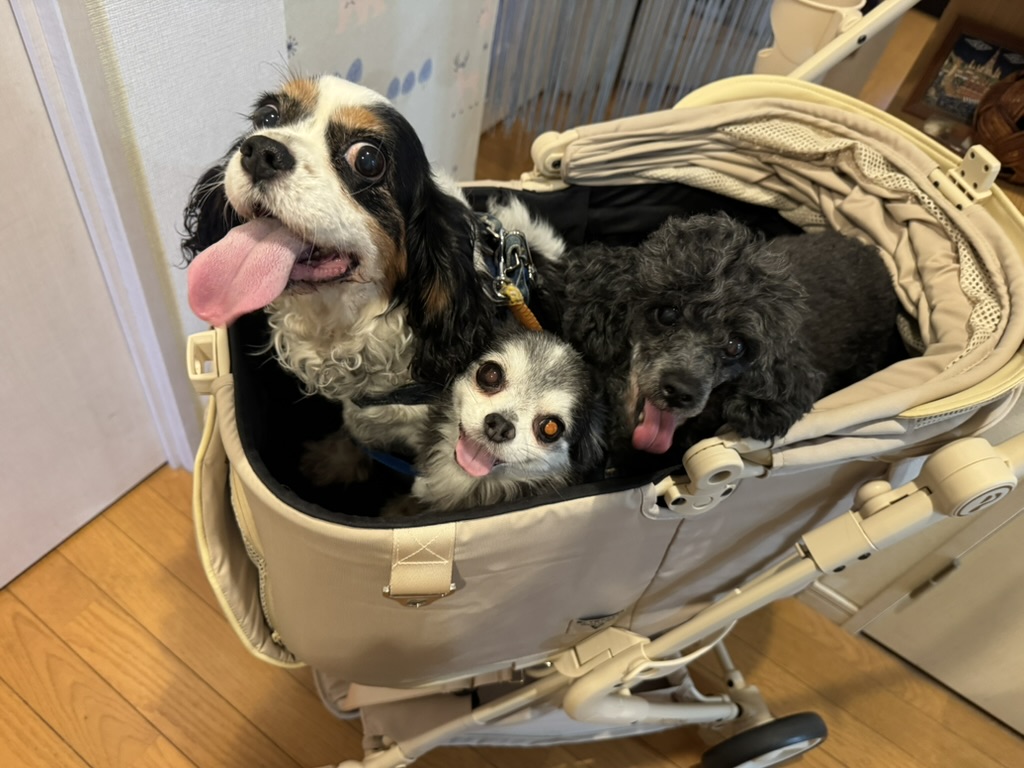 玄関でカートに乗る老犬3頭