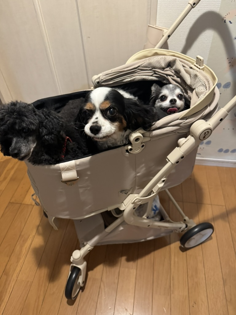 室内でPETTENA MILOU Auto Standに乗る老犬3頭(トイプードル・キャバリア・チワワ)